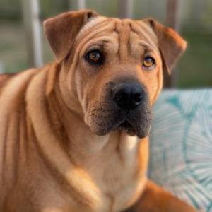 2nd Image of Lola, Lost Dog