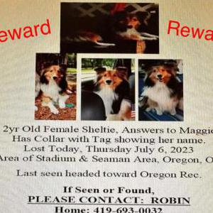 Lost Dog Maggie Rose