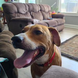 Found Dog Pet unknown