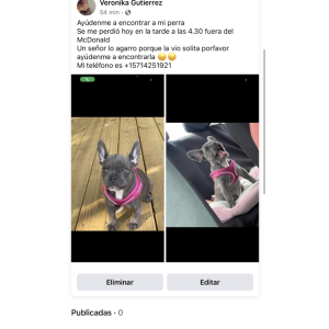 Lost Dog Kata