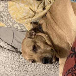 Lost Dog Shorty
