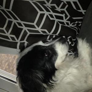 Lost Dog Jack