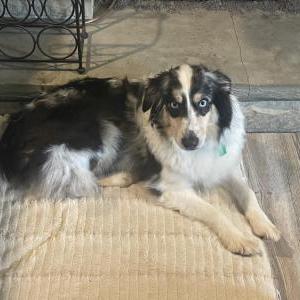Lost Dog Willow
