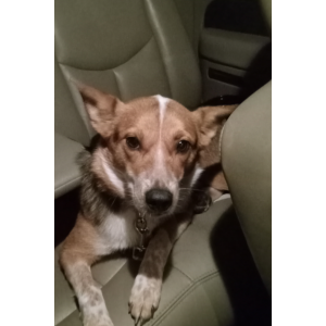 Lost Dog Jasmine