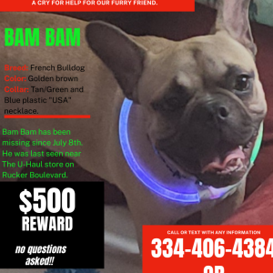 Image of Bam Bam, Lost Dog