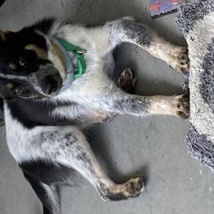 Found Dog Unknown