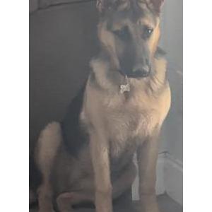 Lost Dog Lexi