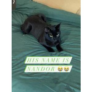 Image of Nandor, Lost Cat