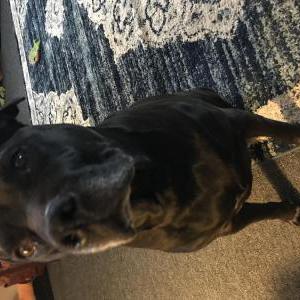 Lost Dog Cami