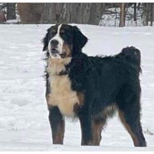 Lost Dog Dougal/Kenzo