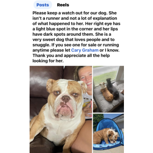 Lost Dog River