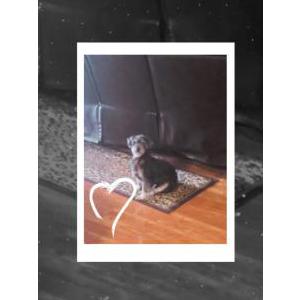 Image of Oliver, Lost Dog
