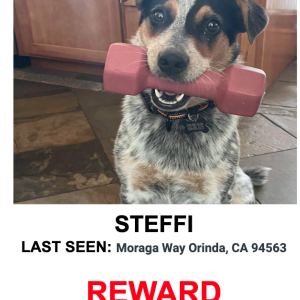Lost Dog Steffi