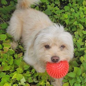 Lost Dog Buddy