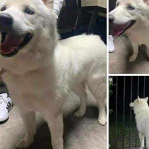 Lost Dog Eymi