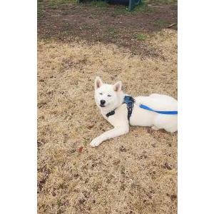 Lost Dog Hudson
