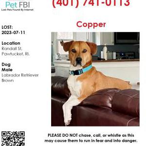 Lost Dog Copper