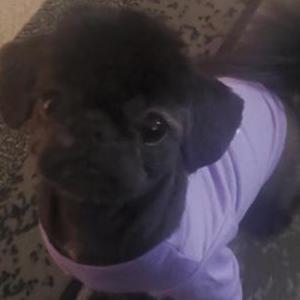 Image of Destinee Bing, Lost Dog
