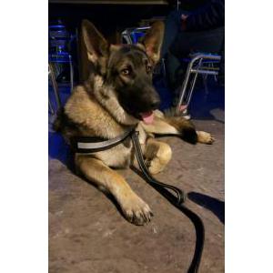 Lost Dog Archer/Archie
