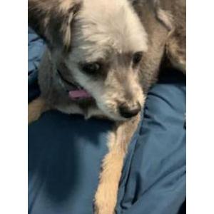 Lost Dog Cola