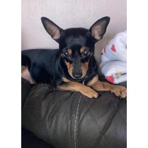 Image of Minnie Louise, Lost Dog