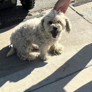 Found Dog unknown