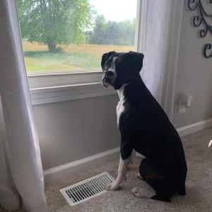 Lost Dog Maui