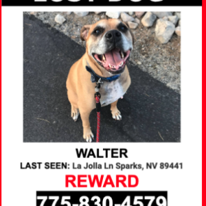 Lost Dog Walter