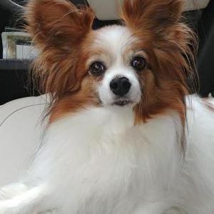Lost Dog Stevie Ray