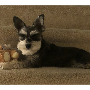 Lost Dog Sebastian