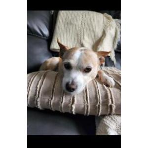 Lost Dog Sunny