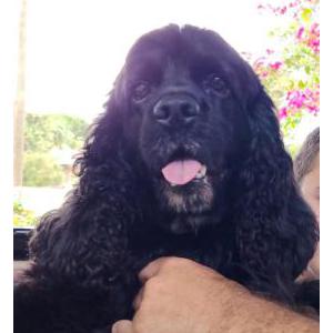 Lost Dog Lucky