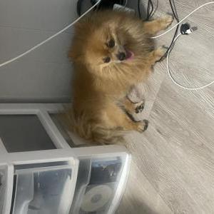 Lost Dog Lion