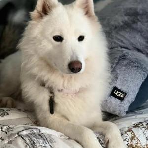 Image of Sky, Lost Dog