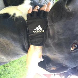 Lost Dog Lucy