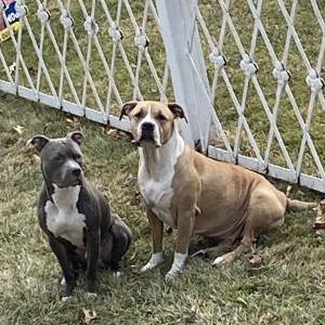 Image of Bambi, Lost Dog