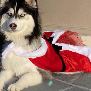 2nd Image of Pebbles, Lost Dog