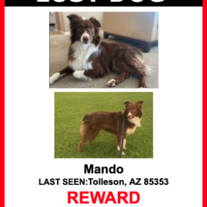 Lost Dog Mando