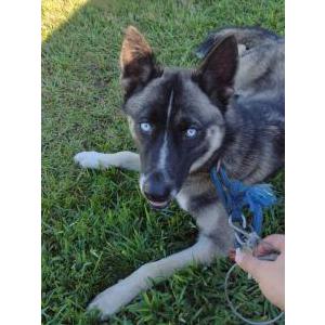 Found Dog unknown