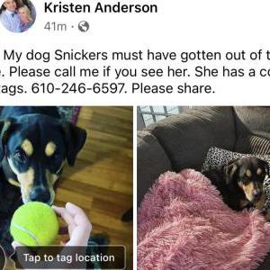 Lost Dog Snickers