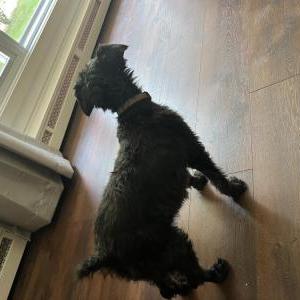 Lost Dog Kansas