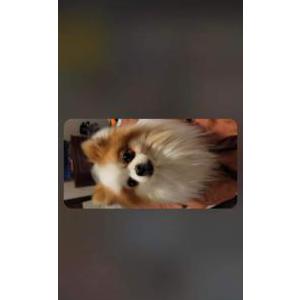 Lost Dog Bailey