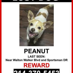 Lost Dog Peanut