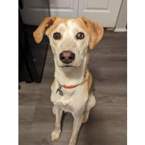 Lost Dog COCO