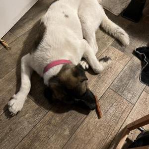 Image of Rambo, Lost Dog