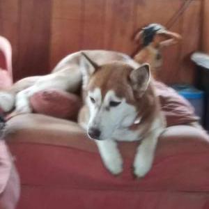 Lost Dog Annie