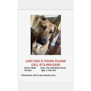 Lost Dog Molly