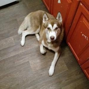 Lost Dog ROSCOE