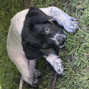 Image of Blue, Lost Dog