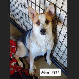 Lost Dog Abby
